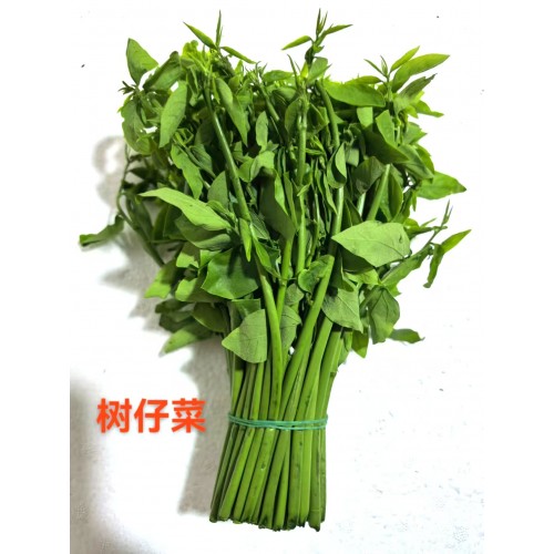 树仔菜